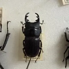 イズミヤマクワガタ2♂♂（野外採集品） - メルカリ