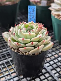 2025年最新】おらいさん苗 青札の人気アイテム - メルカリ