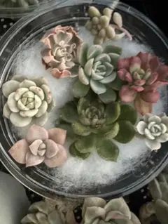 2025年最新】ラブリーローズ錦の人気アイテム - メルカリ