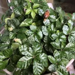 N⚪︎⚪︎⚪︎⚪︎様