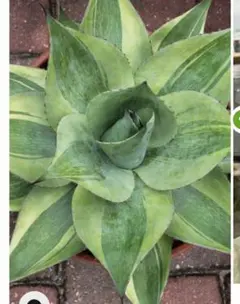 2026年最新】アガベモンタナの人気アイテム - メルカリ