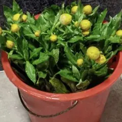 鬼のしずく(命名株)×きっと札付きポットごとメルカリ便ルイパパさん苗