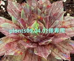 2026年最新】センペルビウムセットの人気アイテム - メルカリ