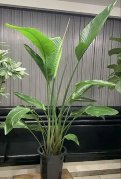 光触媒 人工観葉植物 オーガスタ ストレッチア極楽鳥2輪付きabcg