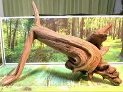 一点物】大型流木×二段トレイ | 三本枝造形のインテリアトレイ - メルカリ
