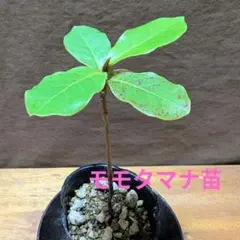 無農薬 国産マジックリーフ モモタマナ 多め発送 水質改善 25 枚