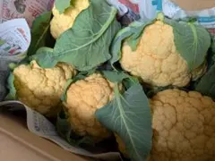 ももか姫様専用☆オレンジカリフラワー☆