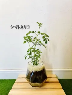 メグパパ様 リクエスト 4点 まとめ商品