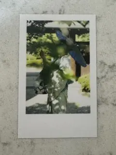 いれいす　実写チェキ風トレカ　2025 hotoke イムくん