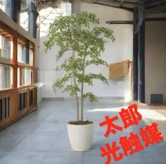 雲南姫シュロチク 棕櫚竹 大型 180㎝ ❗ 綺麗な樹形 緑の宝石 特選最