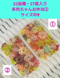 ぶたちん様 リクエスト 2点 まとめ商品