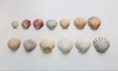 天然のカラフルな【貝殻セット】