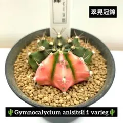 チッチ様 リクエスト 4点 まとめ商品