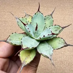 Lj_plants】Z364多肉植物 アガベ 雷神 白中斑 極上株 - メルカリ