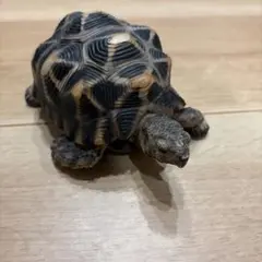 リクガメの置物 (貯金箱)