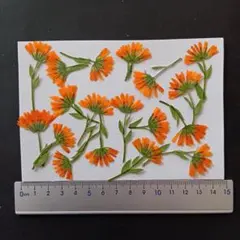 押し花　素材　冬しらず(18枚)　９２５