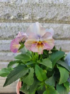 Hana様 リクエスト 2点 まとめ商品