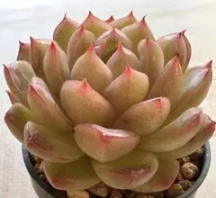 N*o様 3493 新入荷　ほひひかり　エケベリア　多肉植物　撮影4月1日