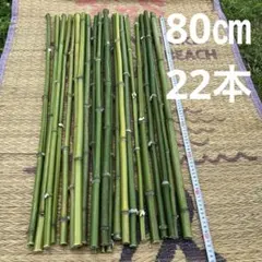 金明竹挿し木成功ポット苗 - メルカリ