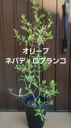 オリーブの木 エルグレコ 8号ポット苗 太幹 シンボルツリー - メルカリ