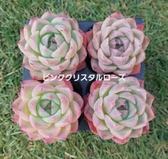 大人気‼️ピンククリスタルローズ 4苗セット 抜き苗 寄せ植え