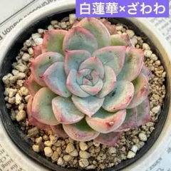 2026年最新】おらいさん苗 青札の人気アイテム - メルカリ
