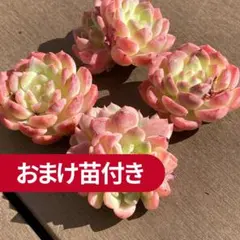 【新入荷｜おまけ付！】エケべリア韓国苗　ミススイートハート　多肉植物　ポコ多肉