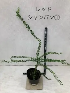 hichaaaah様 リクエスト 3点 まとめ商品