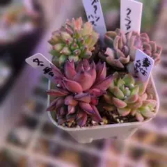 2026年最新】韓国苗 セット 多肉植物の人気アイテム - メルカリ
