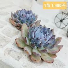 ジェムストーン(大苗)◎多肉植物 カット苗 韓国苗 エケベリア等 - メルカリ
