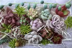 多肉植物(カット苗) カラフルなセット♪ このままお届け♡ お手頃サイズ