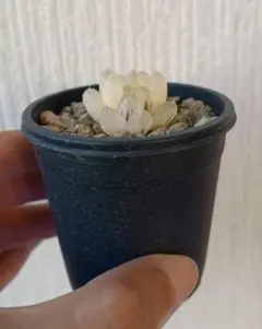 ハオルチア オブツーサ錦 ②
