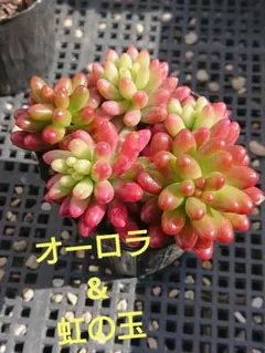 ☆多肉植物☆オーロラ&虹の玉・セダム☆