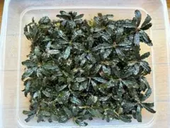 たっちゃん、ブセファランドラ クダガン 大量 2025年最新】ブセファランドラ クダガンの人気アイテム - メルカリ