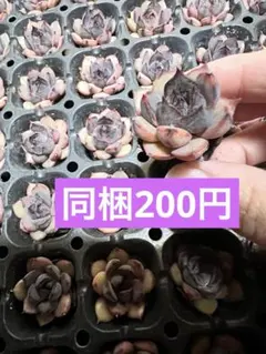 ブラッククリスタル