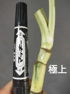 ttcat様 リクエスト 2点 まとめ商品