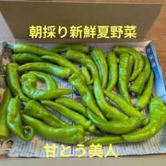 朝採り新鮮 夏野菜 甘長 とうがらし 甘とう美人のサムネイル