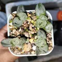 b*i様 ハオルチア　コクリコ嬢　ランダム一株