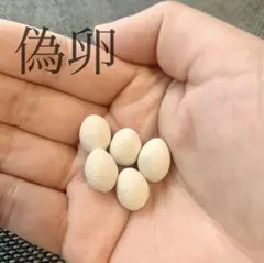 Item thumbnail for item 4a7ae2ff-6cf1-4ef9-8ecc-1b6748ae29b2