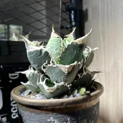 2026年最新】カクタスグリーン アガベの人気アイテム - メルカリ