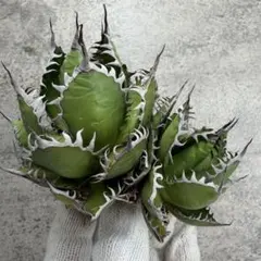 2025年最新】アガベ ホリダの人気アイテム - メルカリ