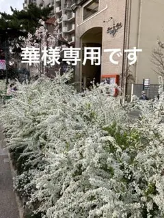 華様専用
