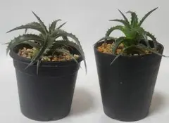 2026年最新】dyckia DAKOTAの人気アイテム - メルカリ