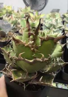 super natural様 リクエスト 4点 まとめ商品