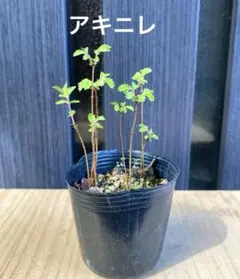 アキニレ苗③ ミニ盆栽　盆栽素材