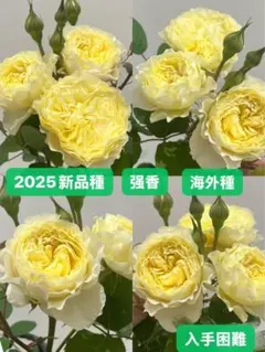 2026年最新】ﾊﾞﾗ苗の人気アイテム - メルカリ