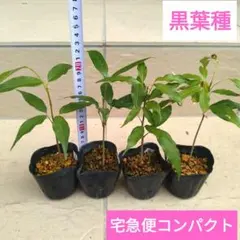 SEO#様 リクエスト 2点 まとめ商品