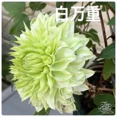 7/10①クレマチス【白万重】ポット毎発送 挿し木苗 - メルカリ