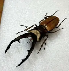 最終値下げ 昆虫標本】大型！モセリオウゴンオニクワガタ 乾燥標本