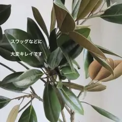 2025年最新】マグノリア ドライフラワーの人気アイテム - メルカリ